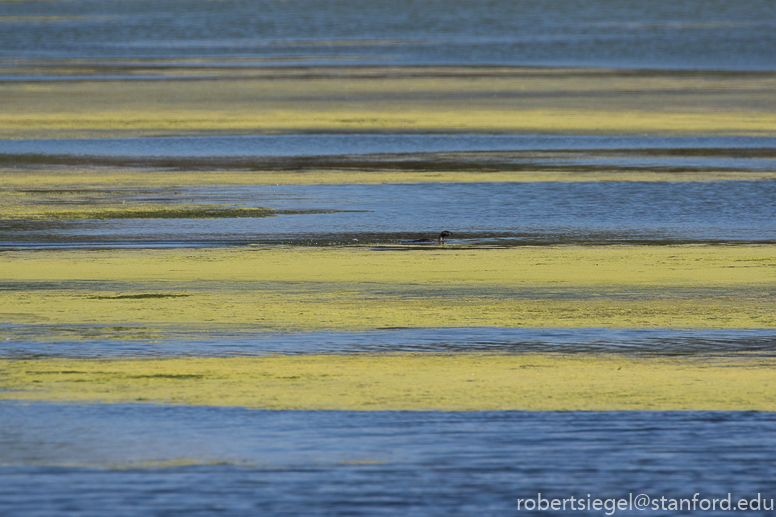 emily renzel wetlands